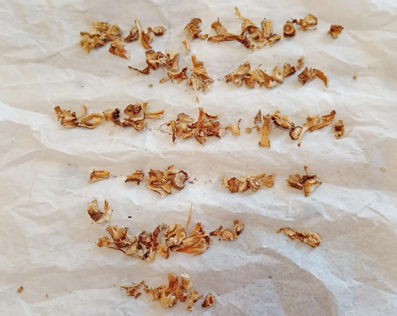 piccole strisce di radici di cicoria tostate adagiate su carta forno